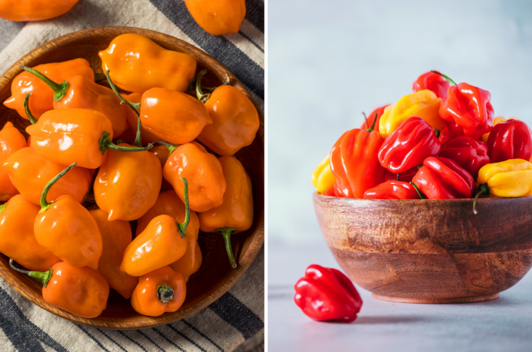 scotch bonnet vs habanero