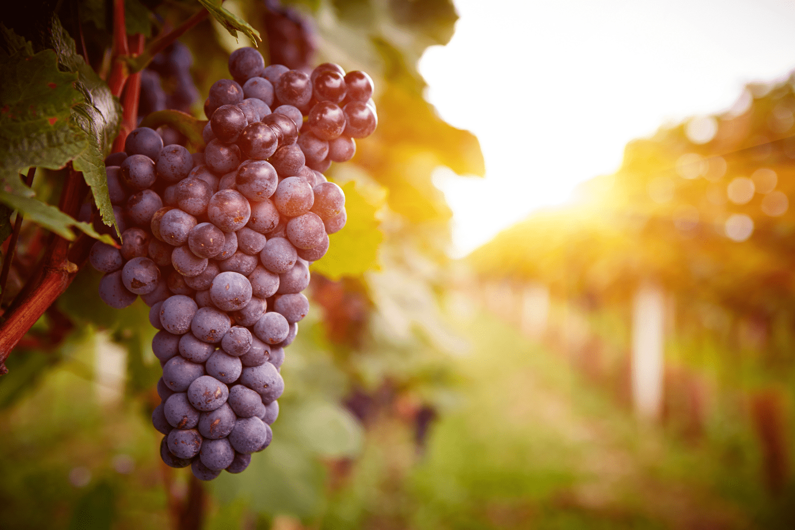 Vaccarese grapes on a branch