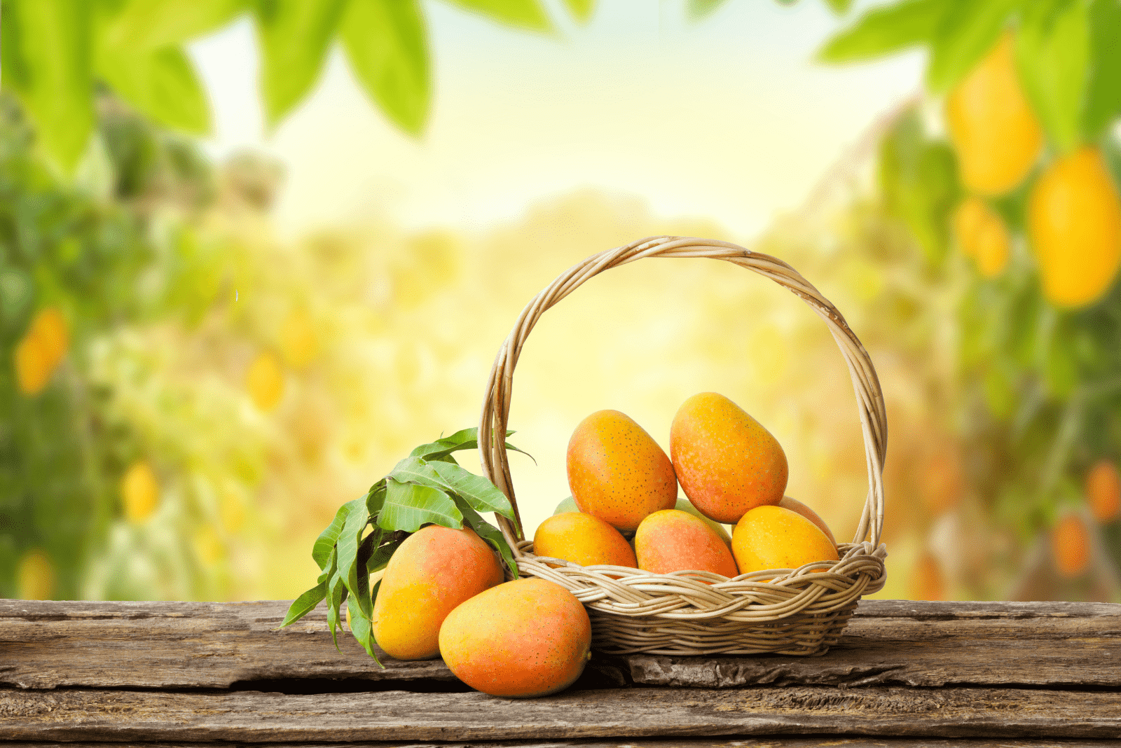Van Dyke mangoes in a basket on the table