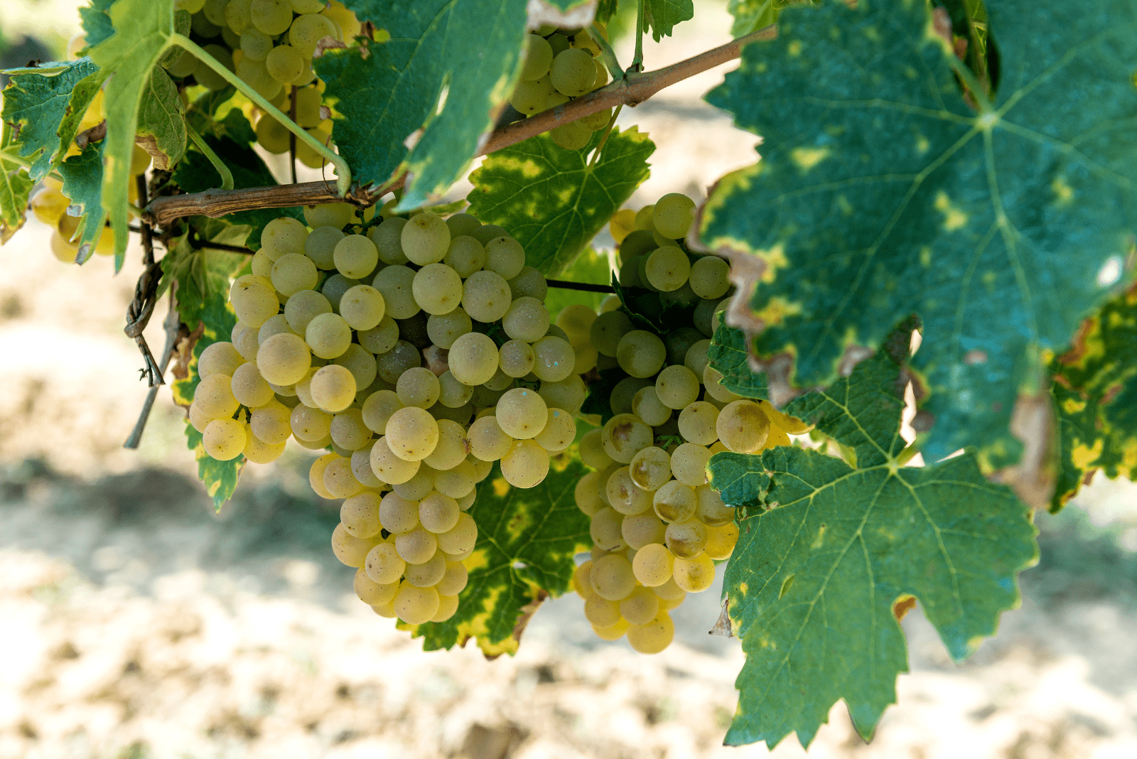 Vernaccia grapes on a branch