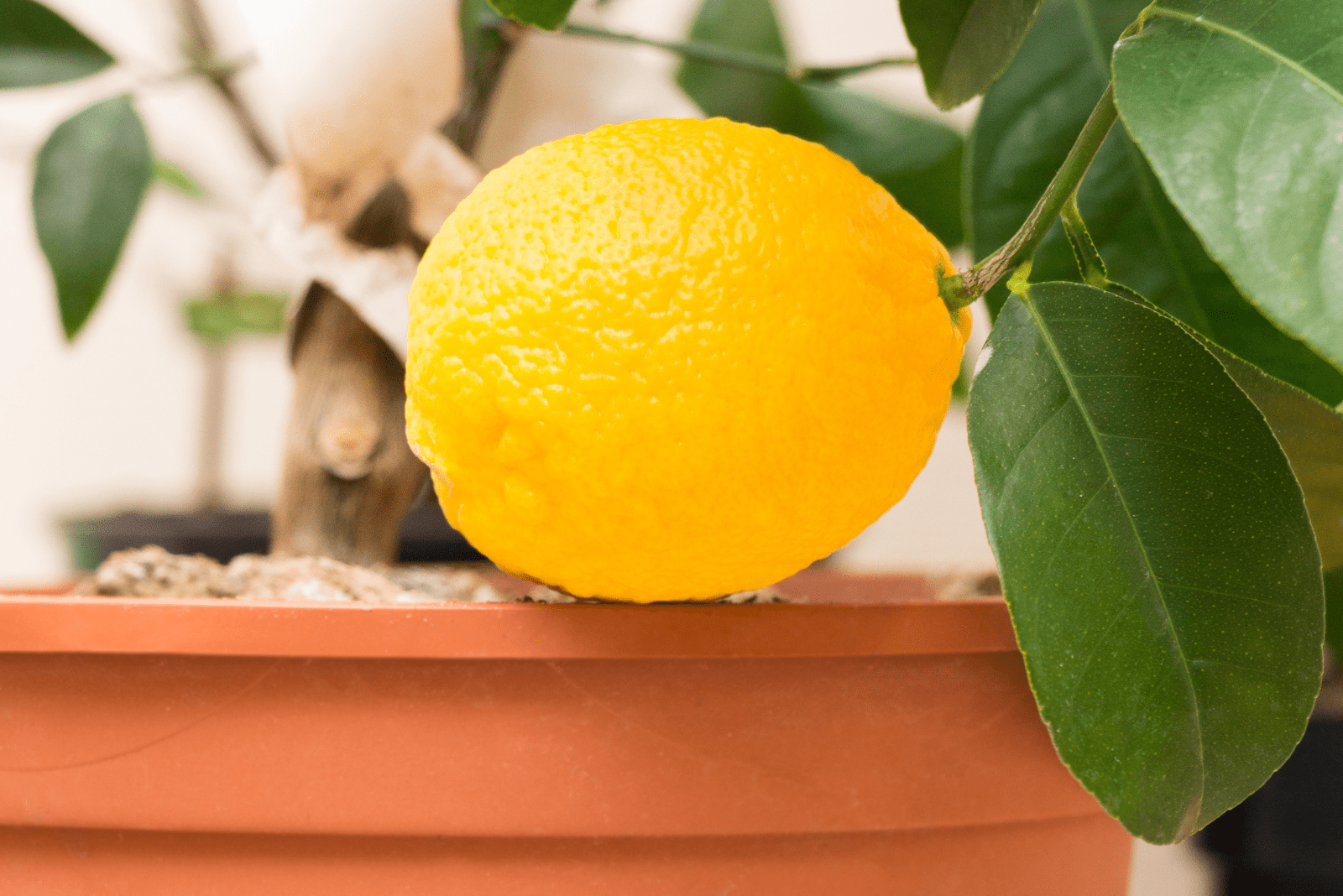 Volkamer lemon in a pot