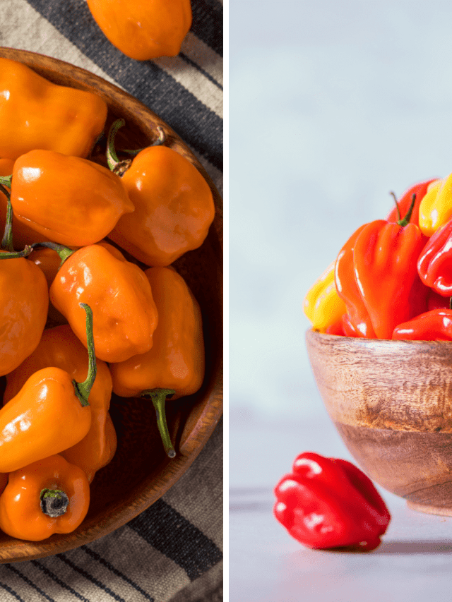Scotch Bonnet Vs. Habanero: What Are The Differences?