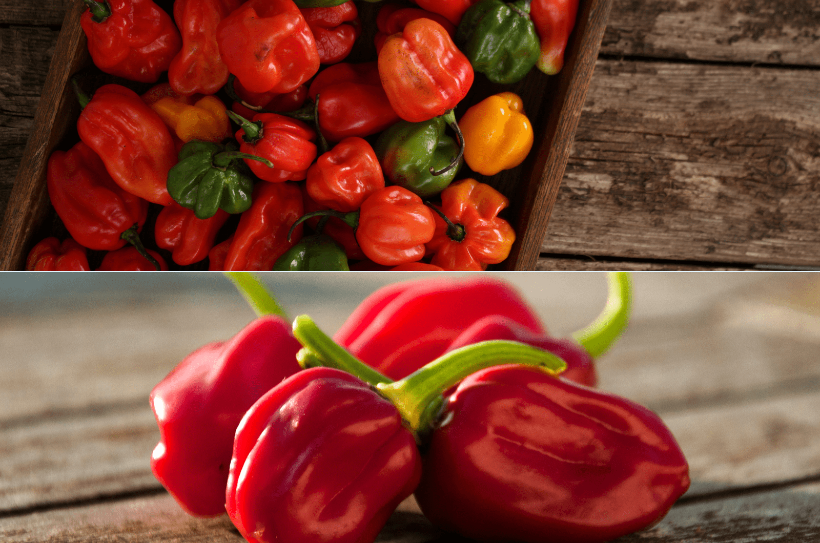 scotch bonnet vs habanero pepper