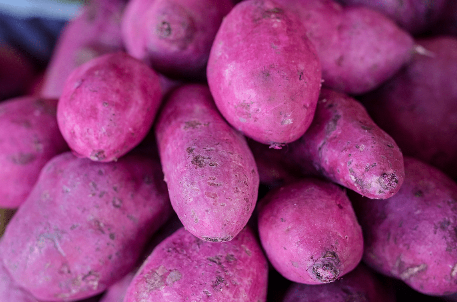 ube fruit