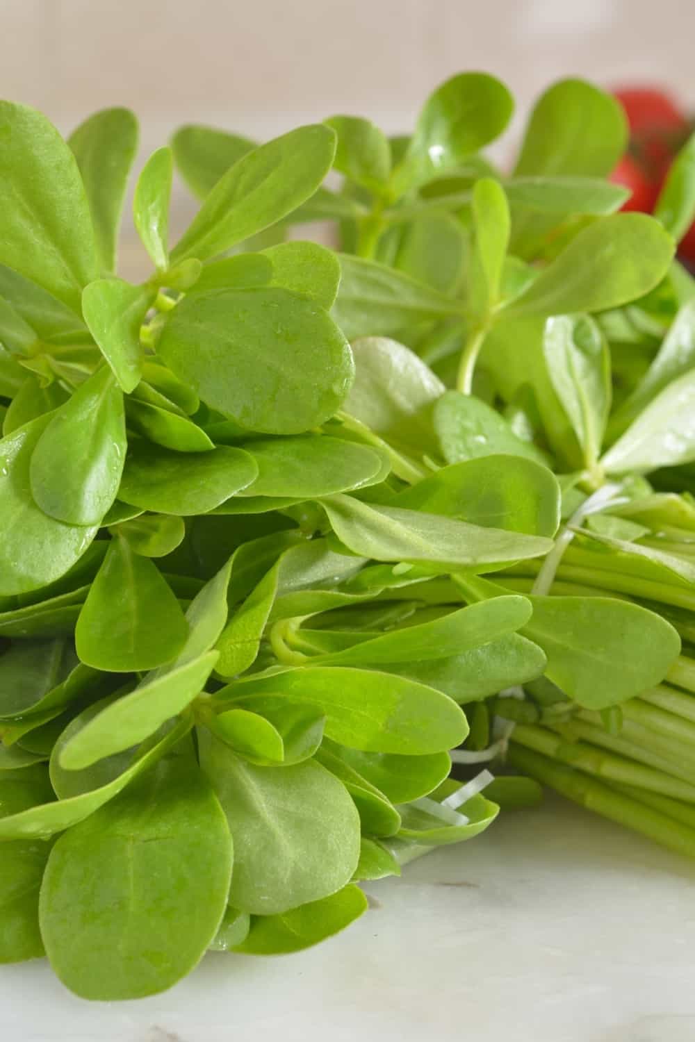 Bunch of purslane on a countertop