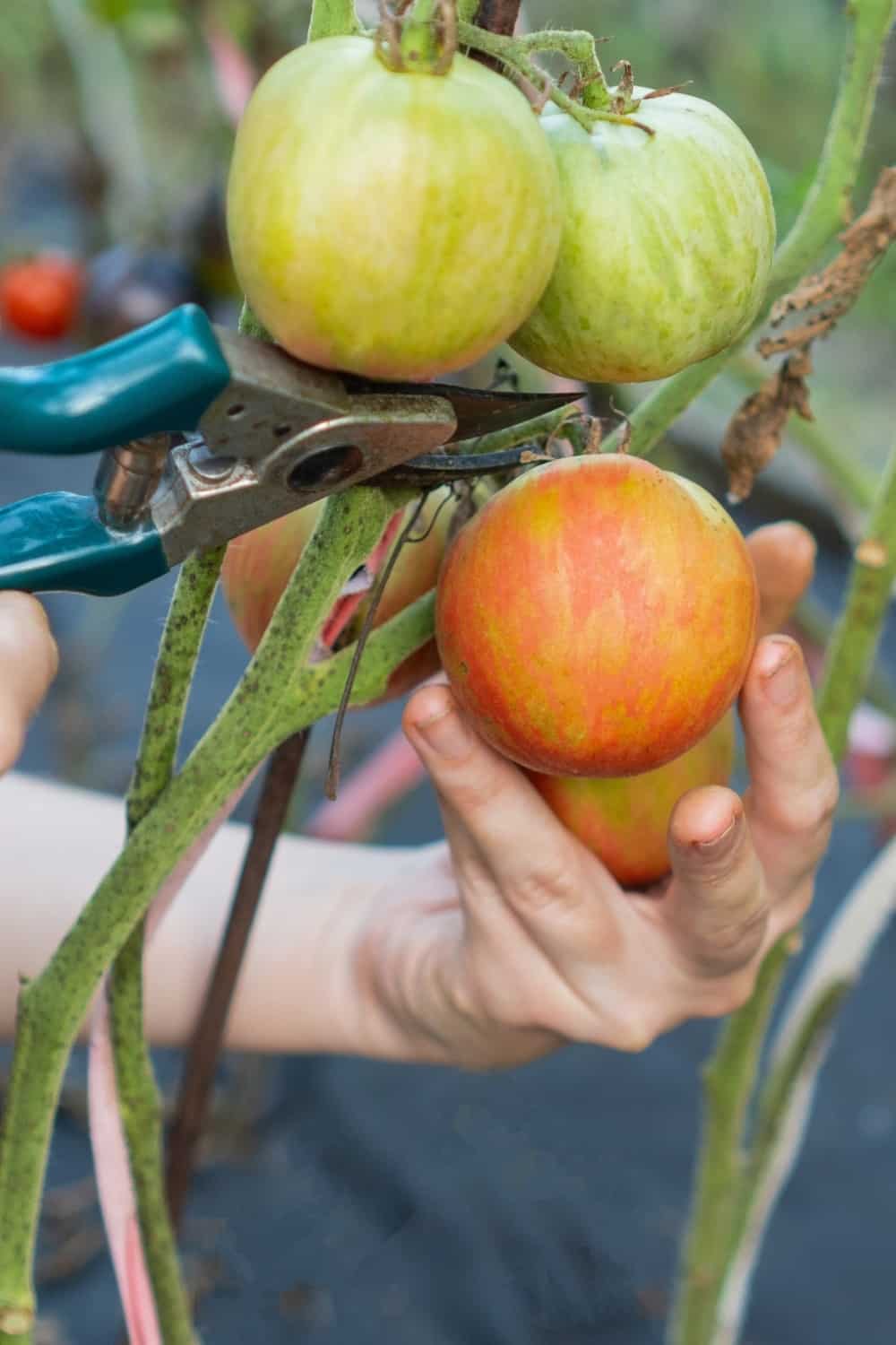 O agricultor corta com uma poda os tomates vermelhos maduros de um javali cor-de-rosa e fofo.