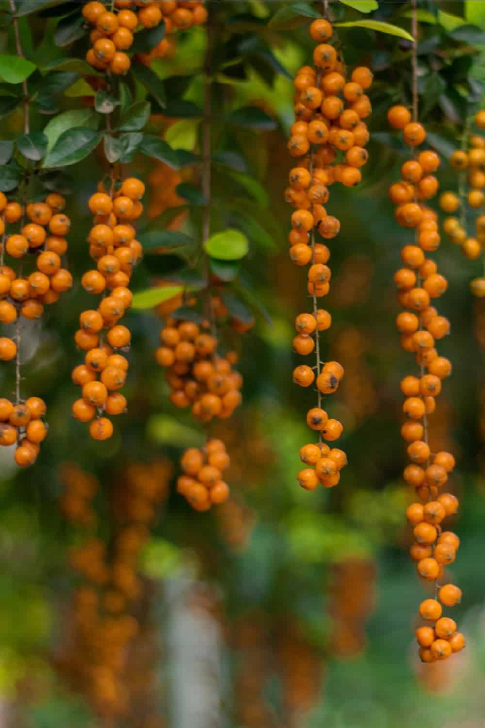 Gabiroba fruit.