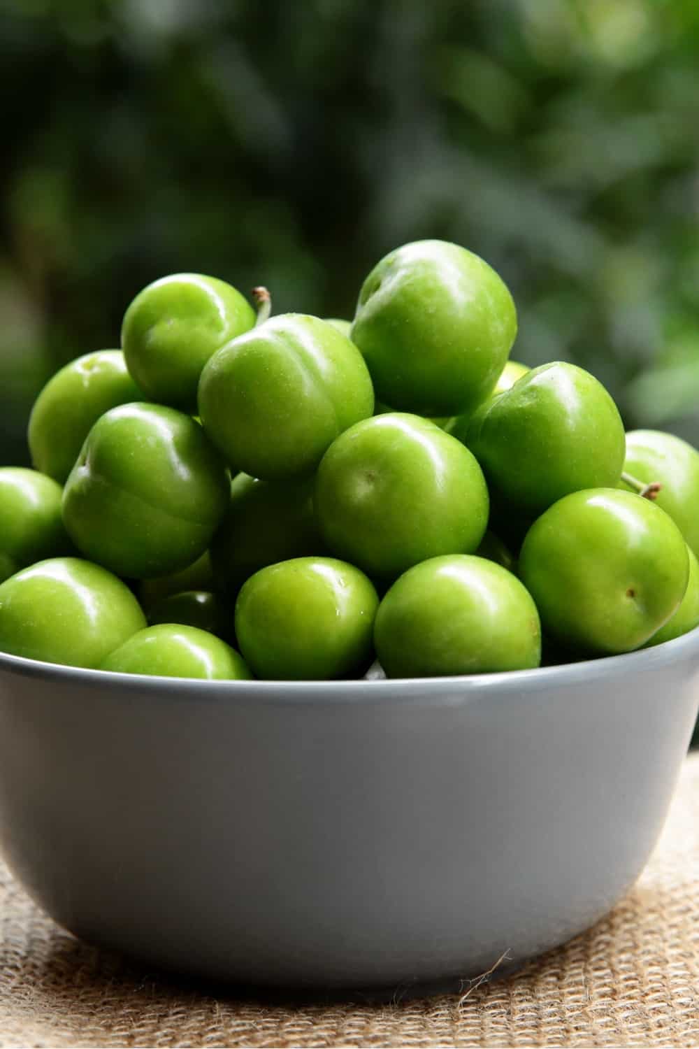 Ground plum fruit