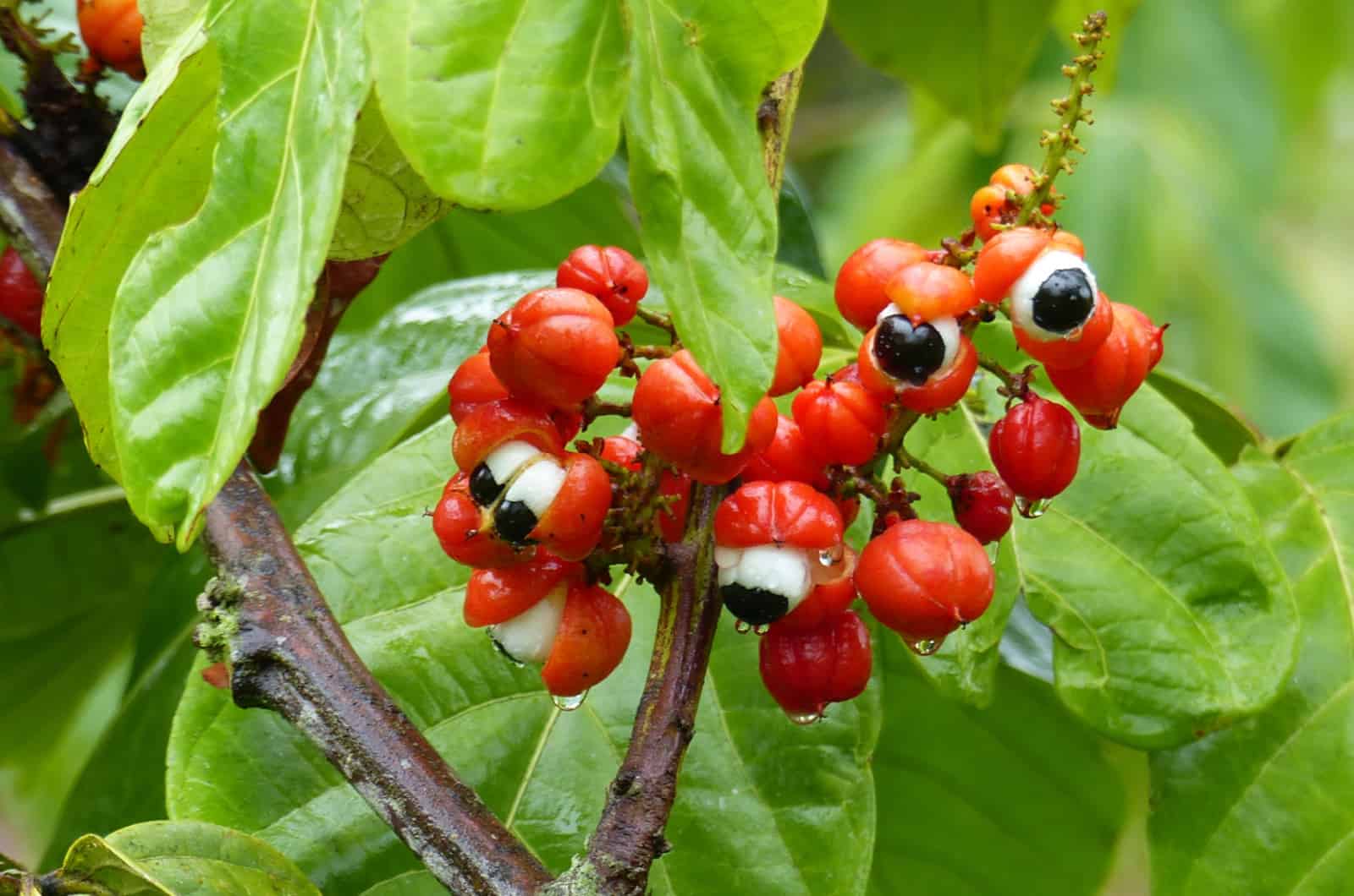 Guarana fruit