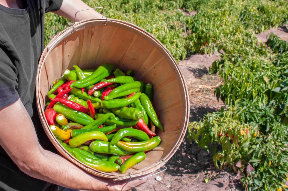 Finding The Best Substitute For Ancho Chiles 15 Options