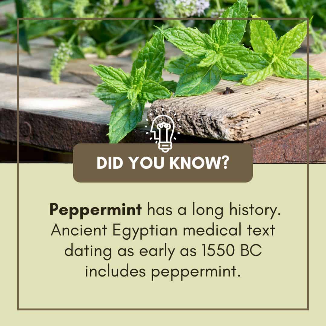 Peppermint