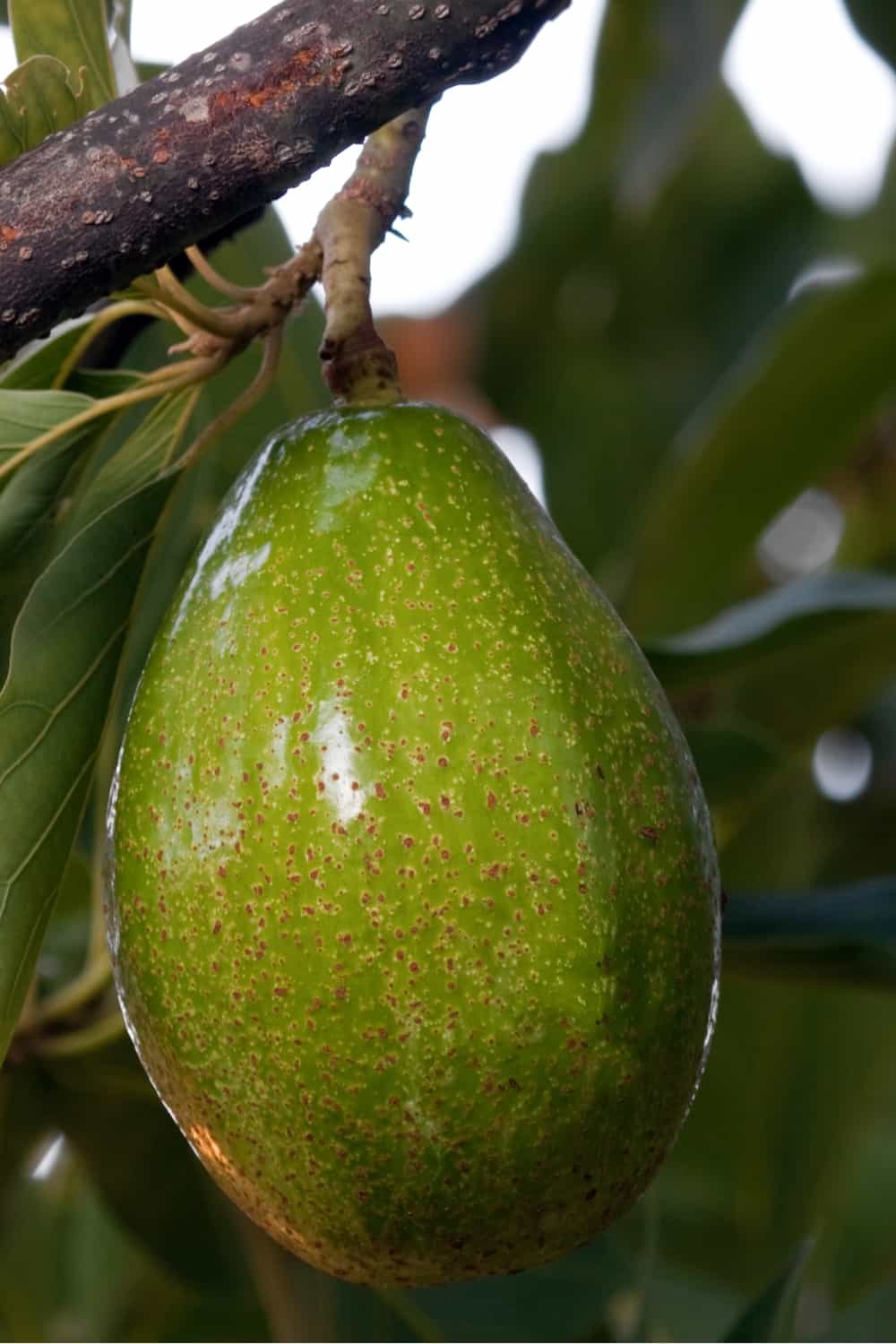 Sharwil avocado fruit