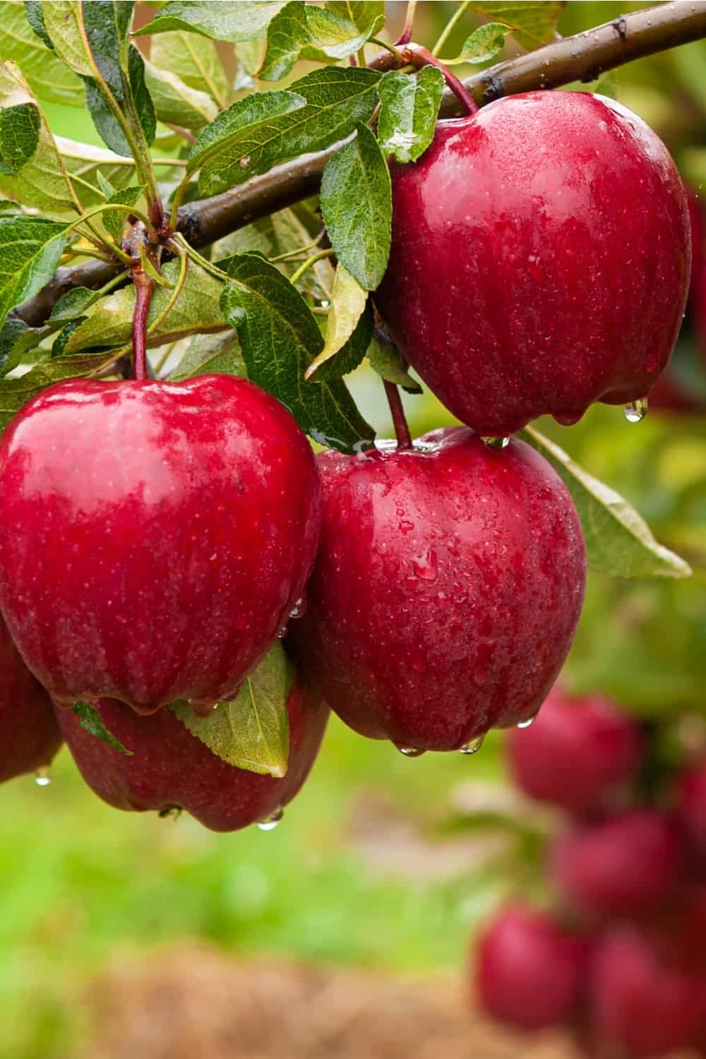 Splendor apple fruit