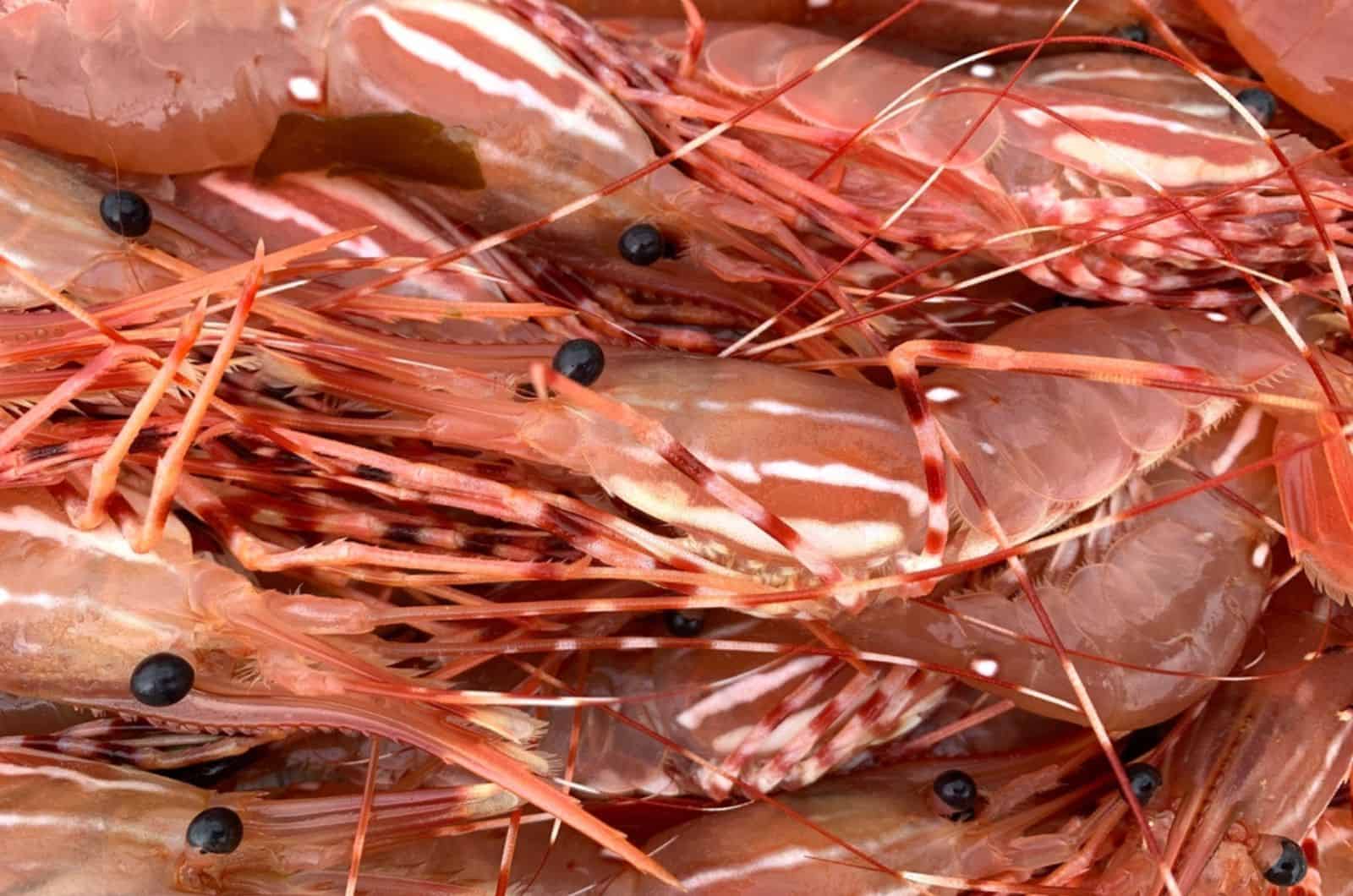 a bunch of shrimps