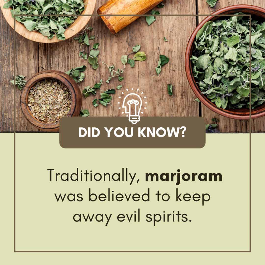 marjoram