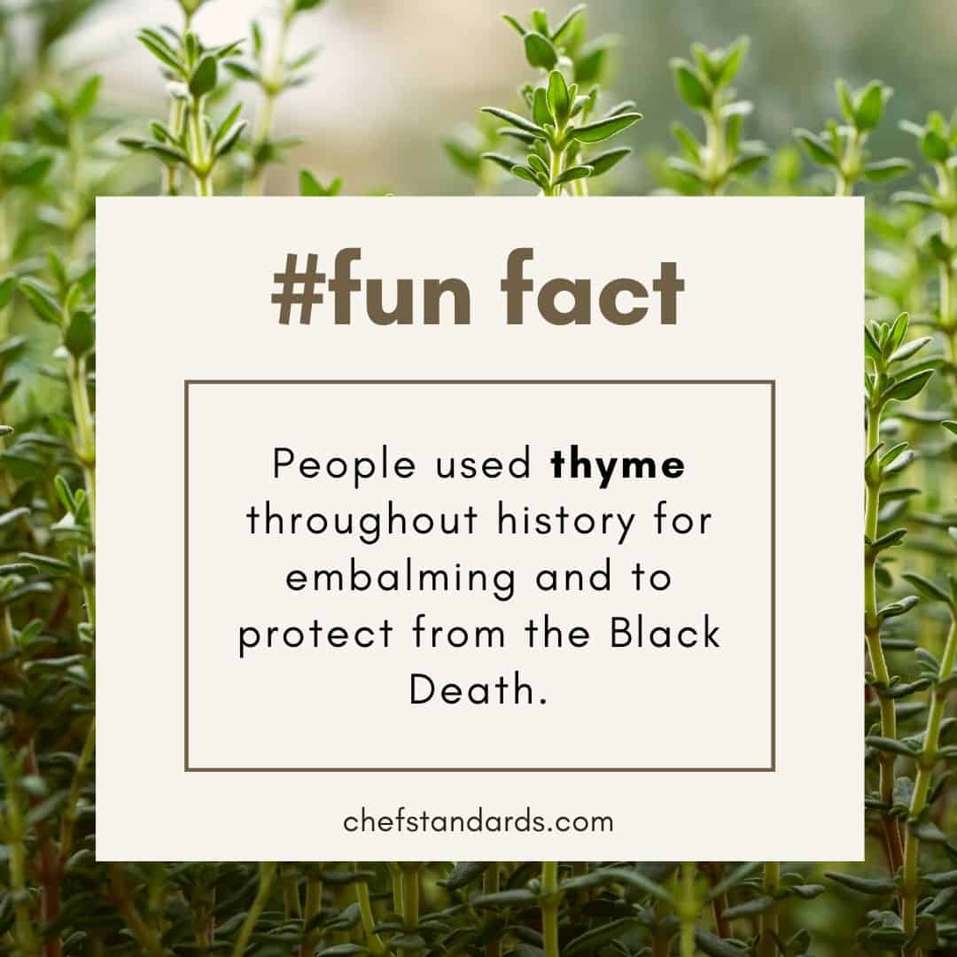 thyme