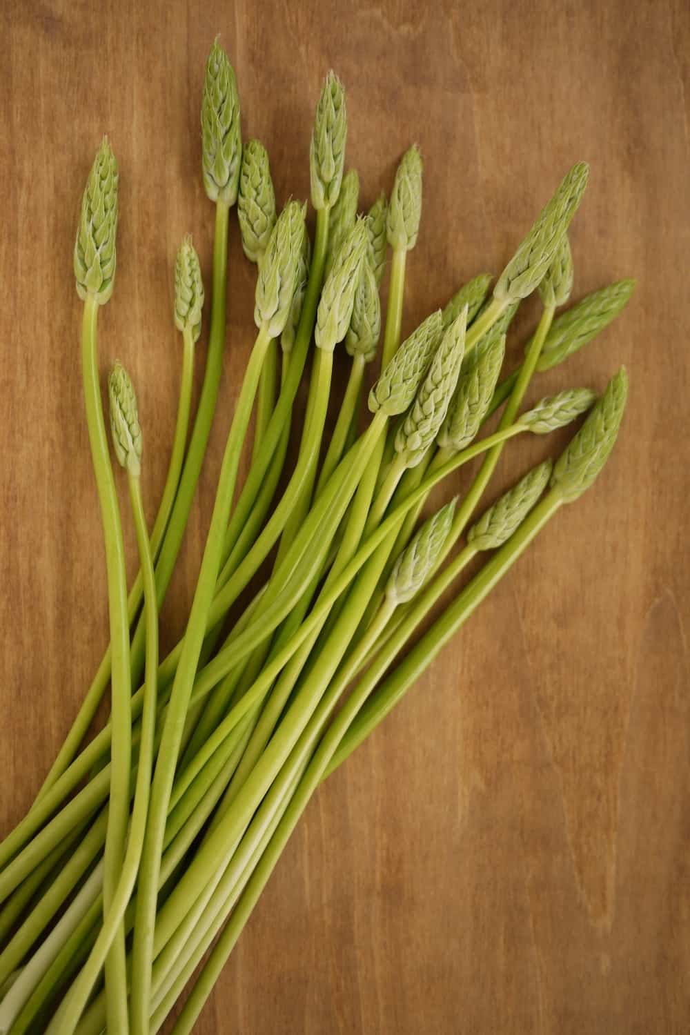 légume nommé asperge de Prusse.