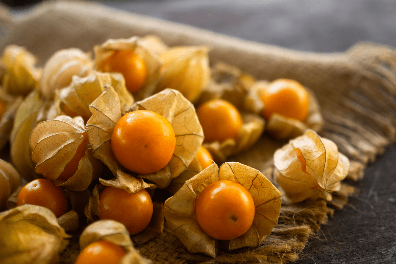 Cape Gooseberry