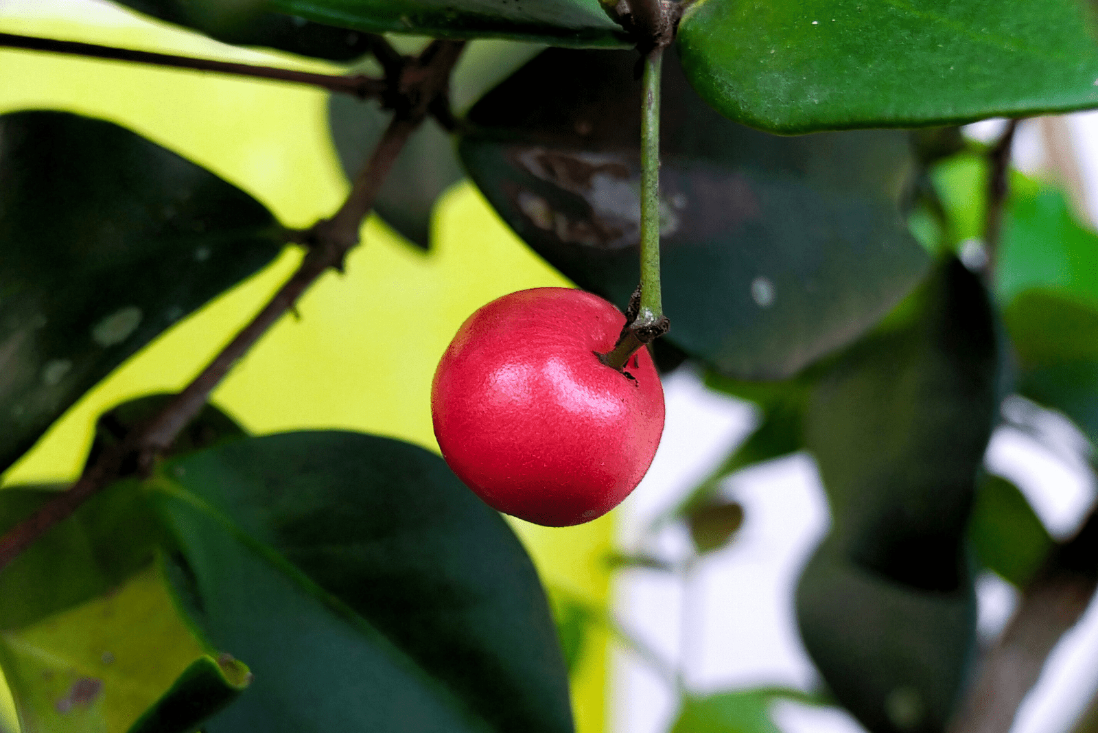 Zedernbucht Kirsche