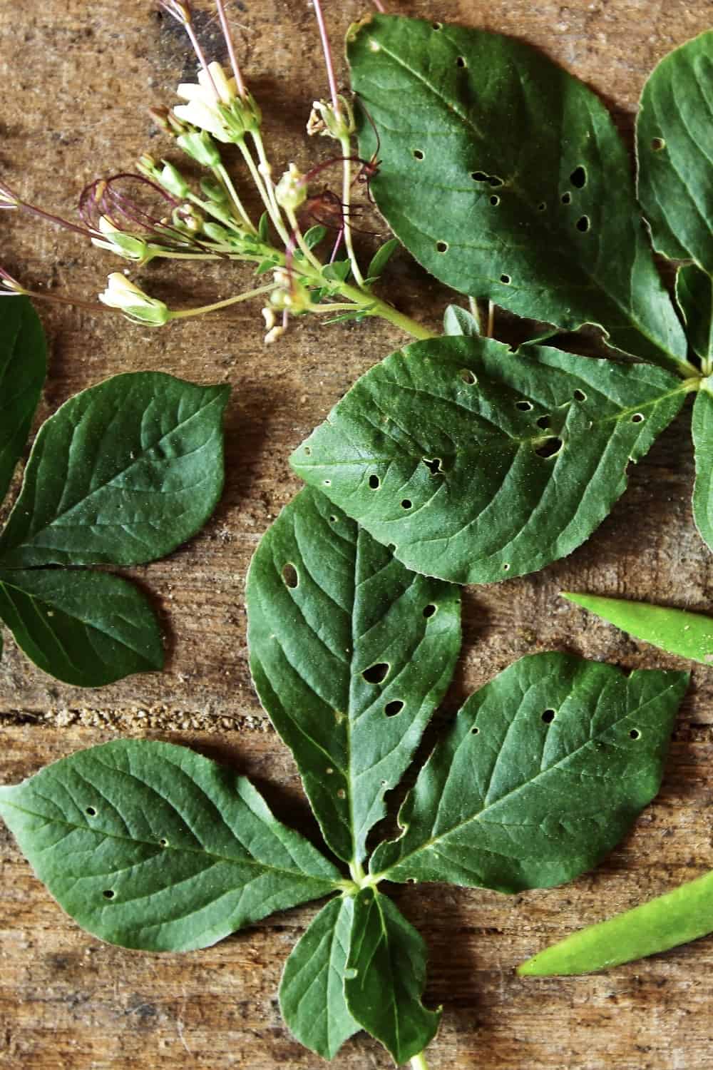 Cleome gynandra oder afrikanisches Kraut