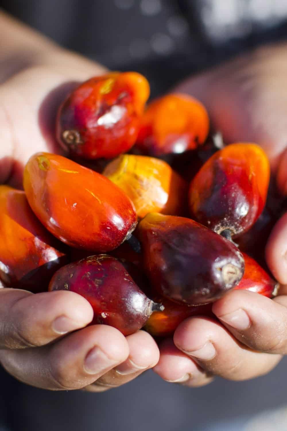 Primo piano di semi di olio di palma