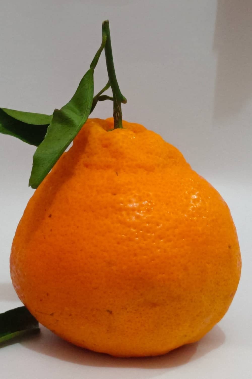 Dekopon Orange the sweet, seedless variety of mandarin oranges.