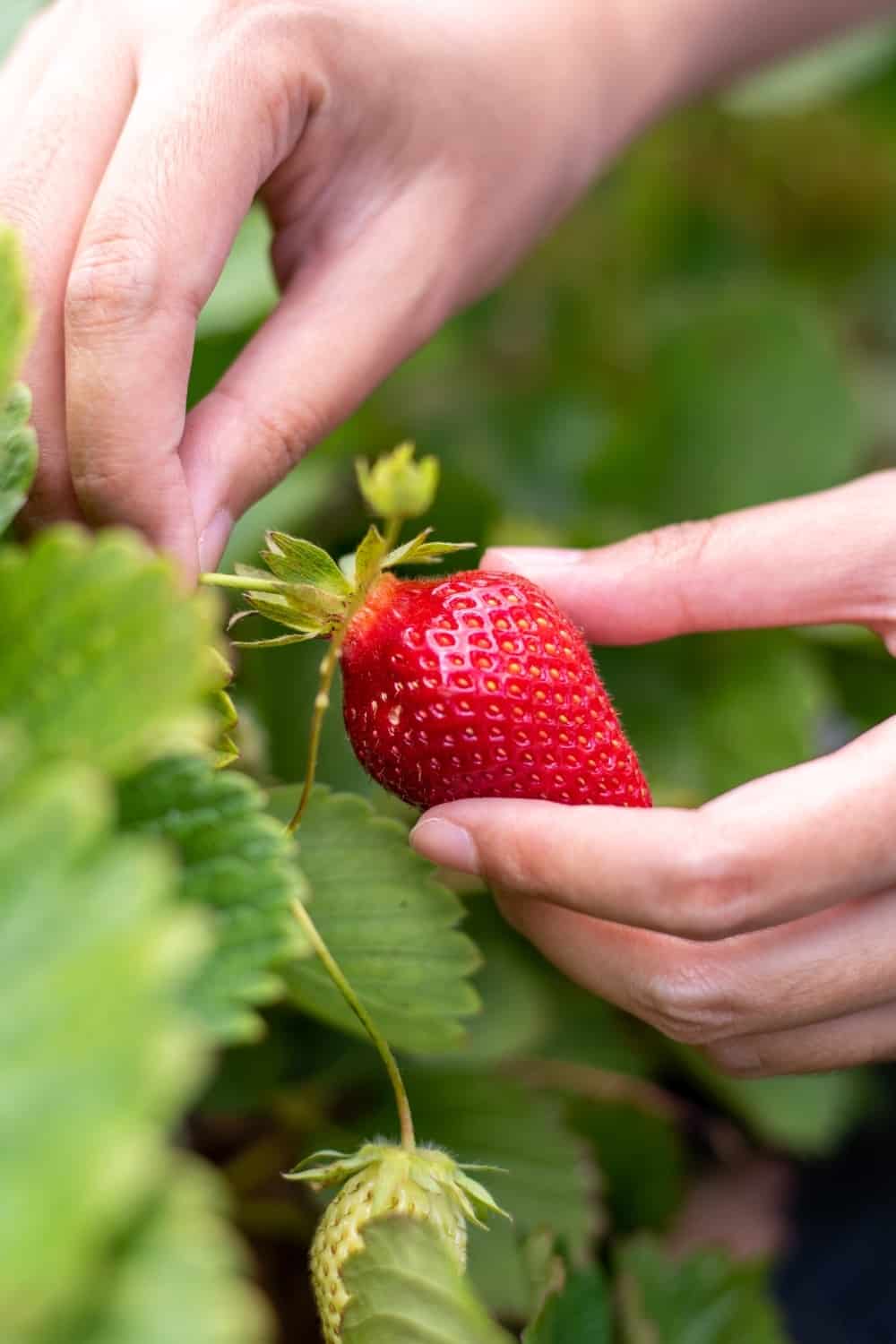 Female hand harvesting red fresh ripe organic strawberry in garden.