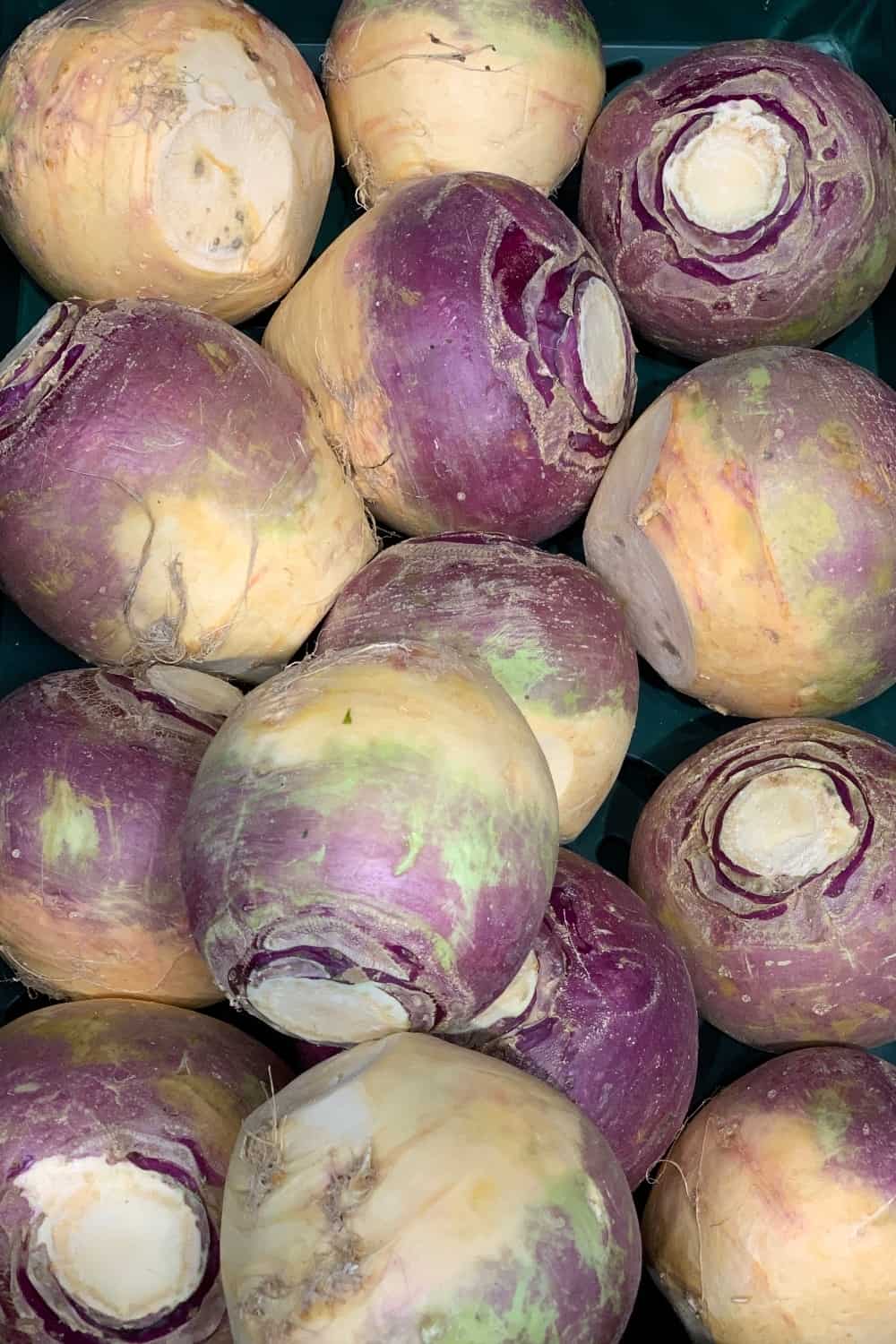 Fresh organic green white and purple swede rutabaga neeps root vegetables