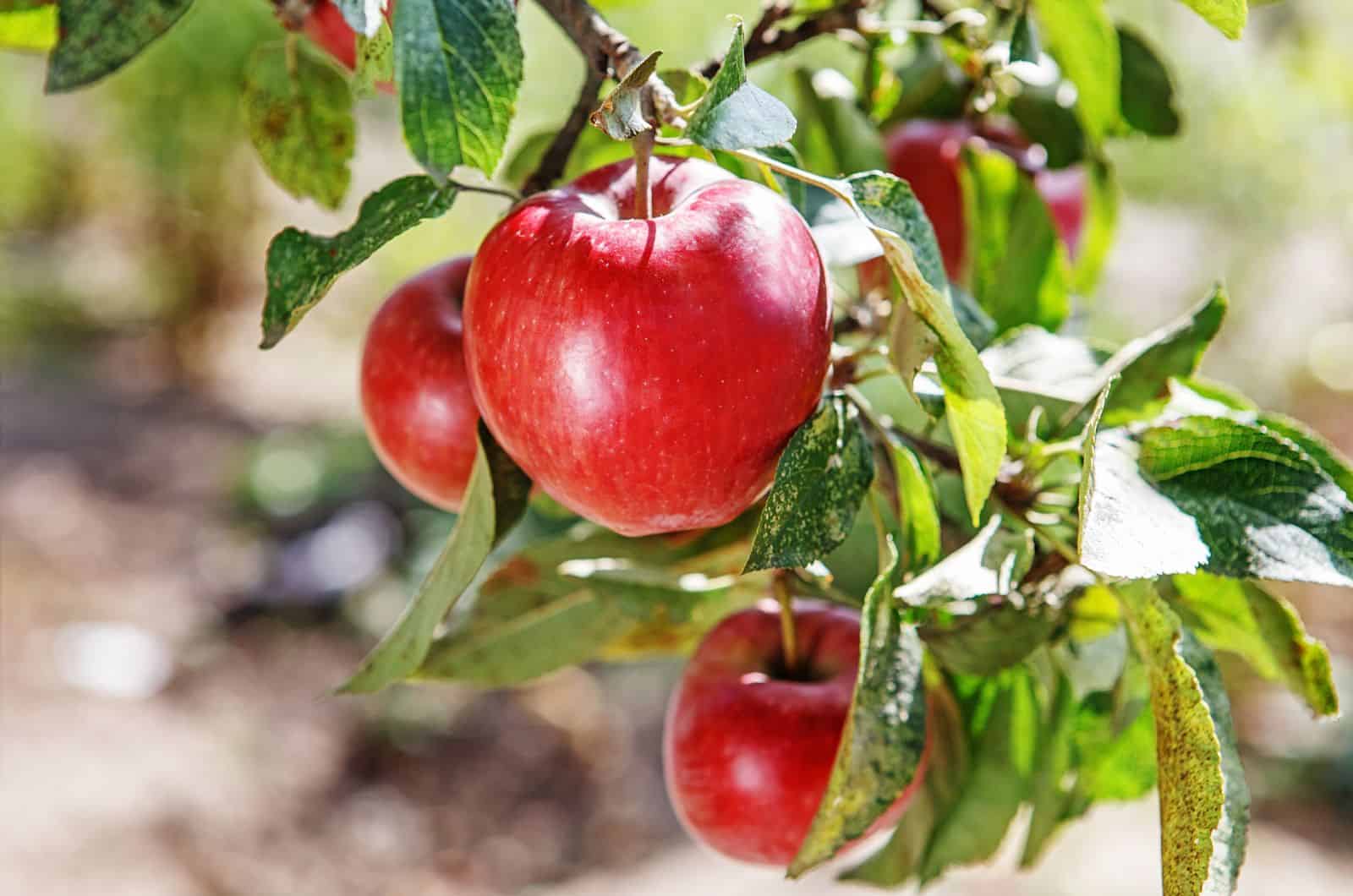 Pacific Rose Apple