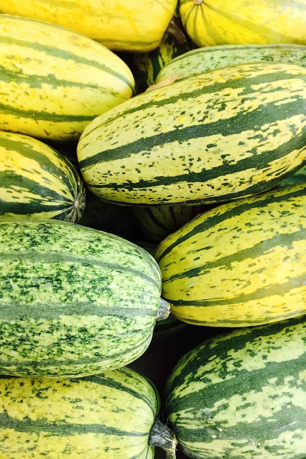 Abóbora Delicata verde no mercado de outono.