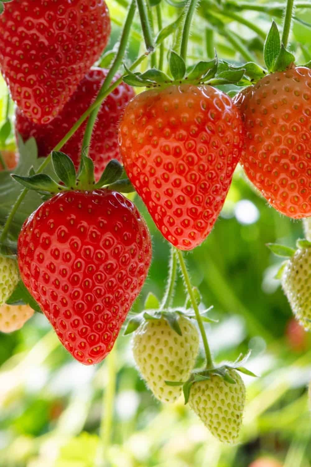 Raccolta di grandi fragole rosse fresche e mature