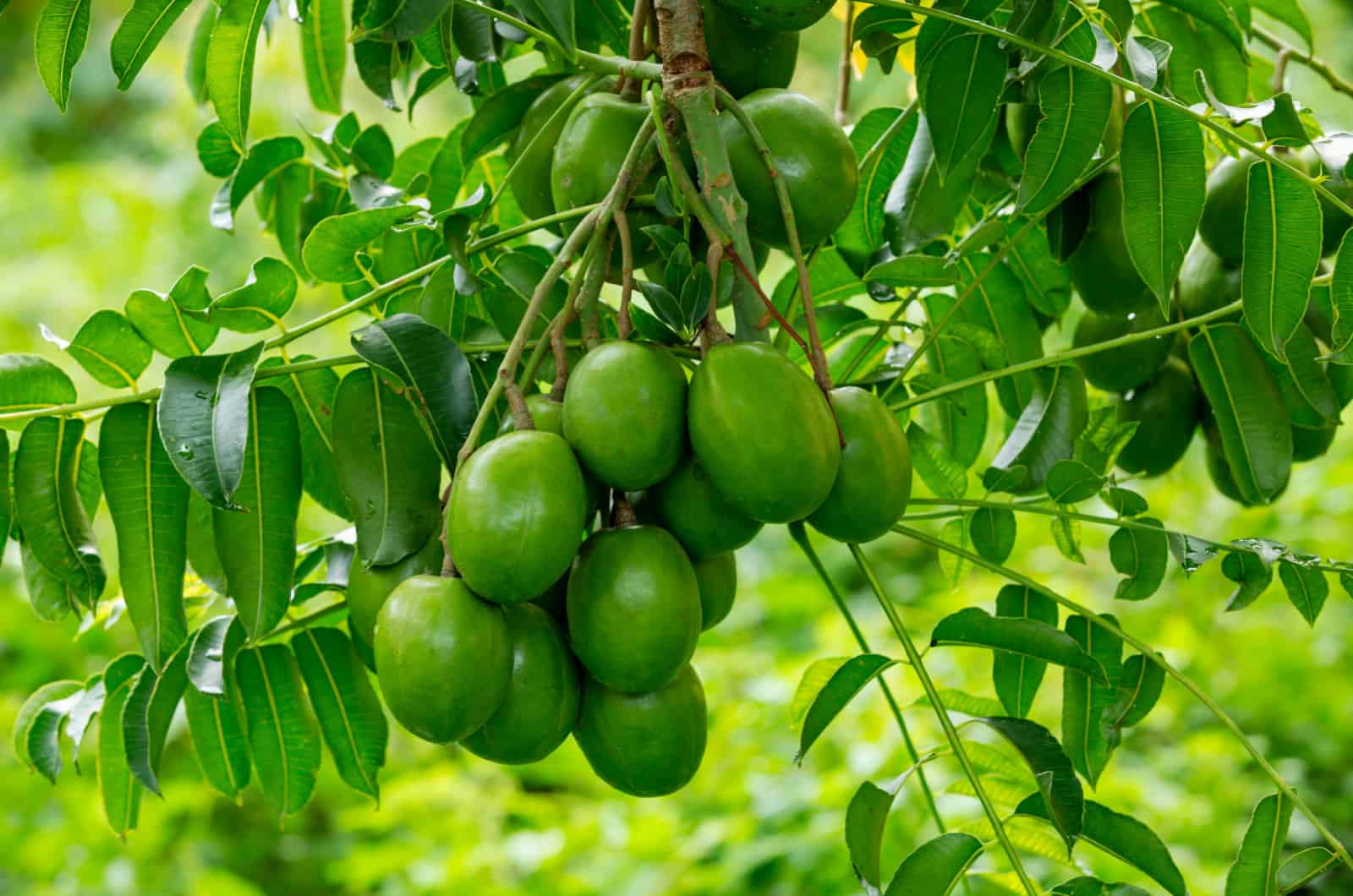 Prune de bruyère