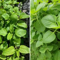 loemon balm and mint balm plant