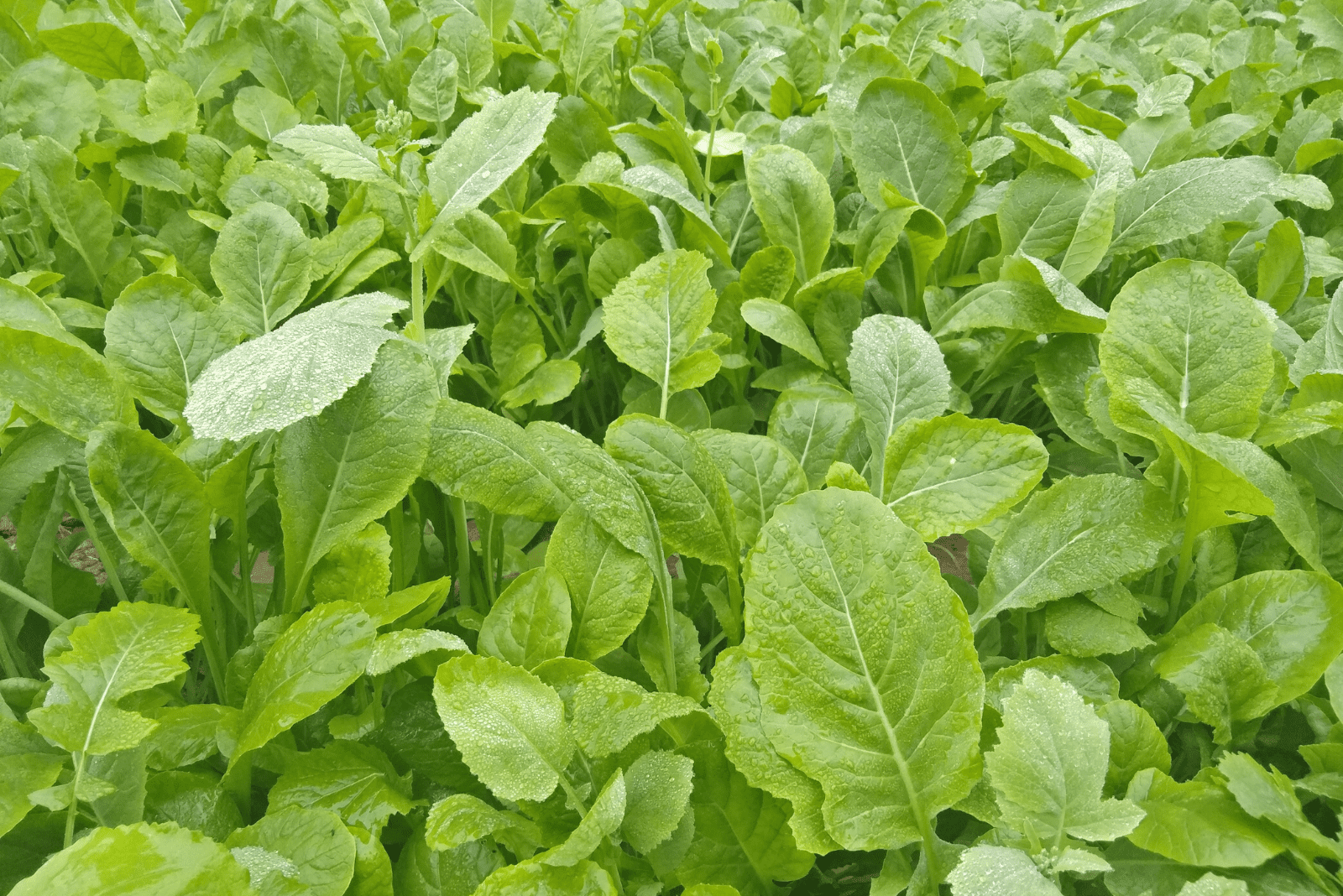 Napa spinach