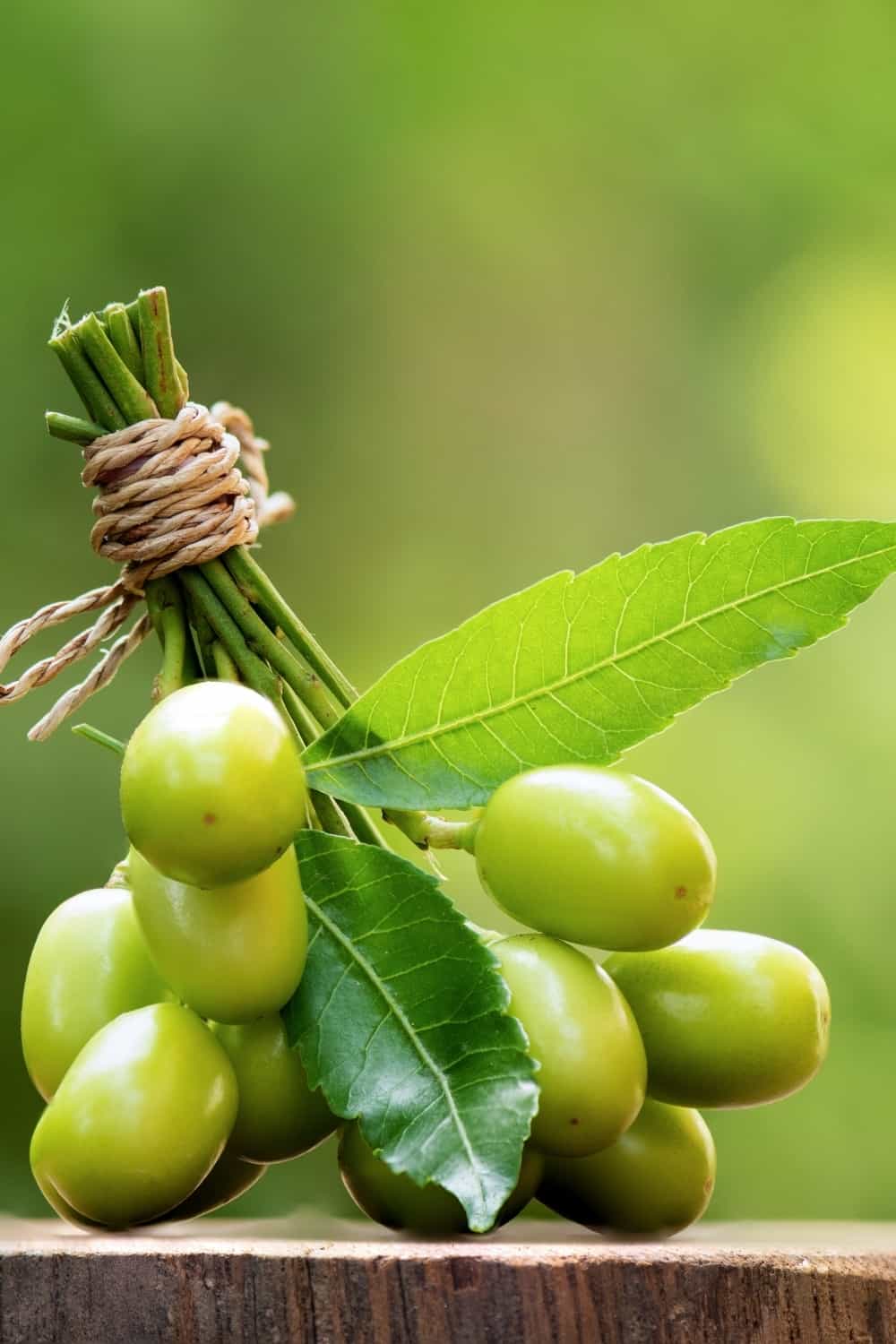 Foglie e frutti di neem o azadirachta indica su sfondo naturale.