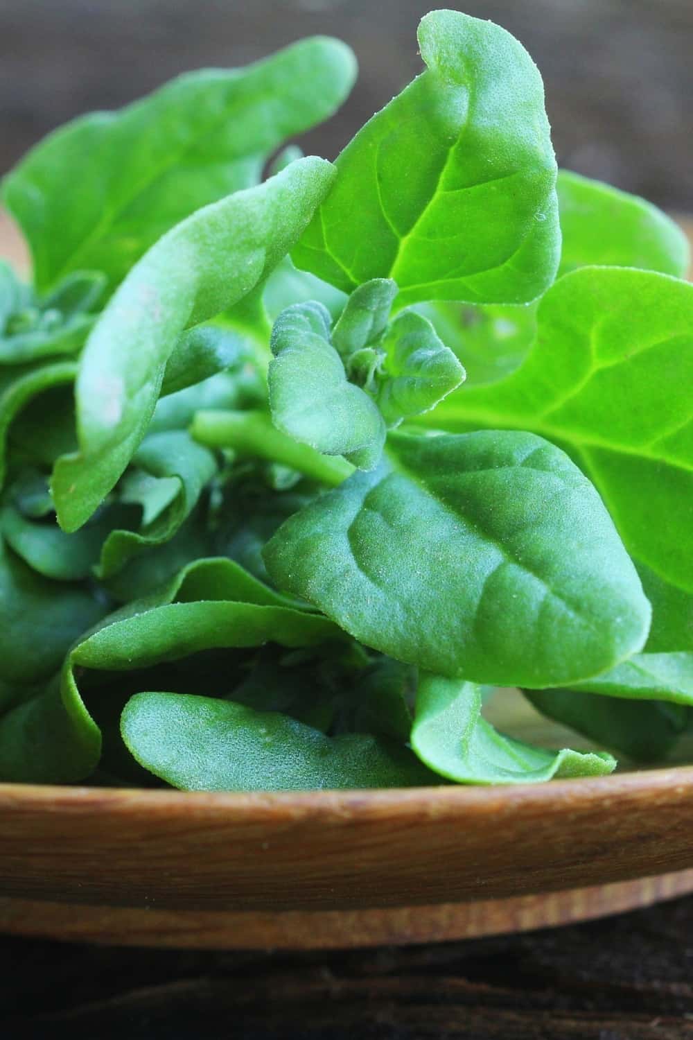 New Zealand spinach on wooden background