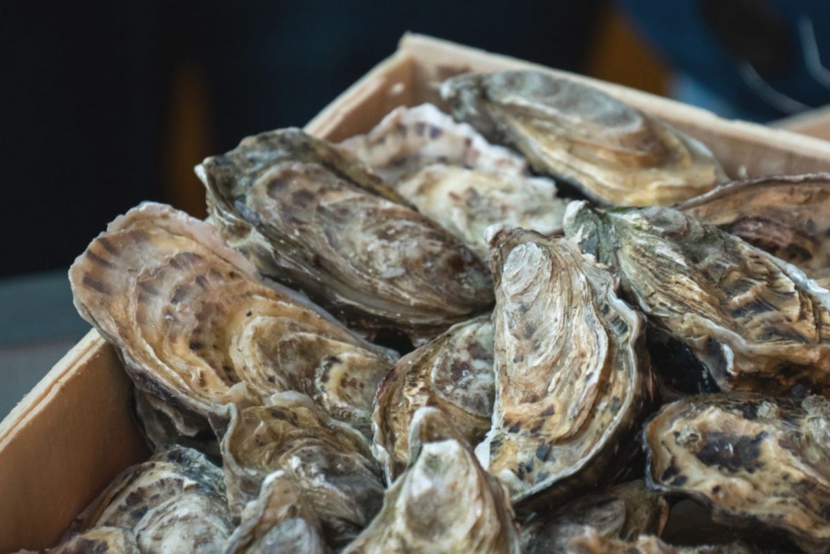 Can You Freeze Oysters? 4 Key Steps To Do It Properly