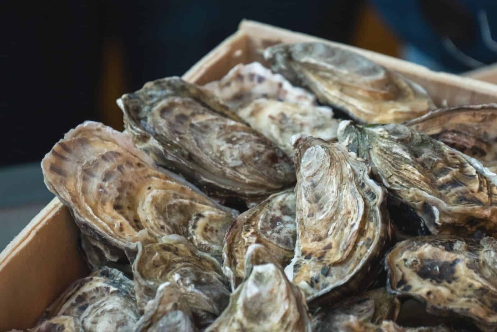 Oysters on the counter in wooden boxes