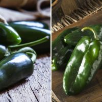 pasilla vs poblano peppers