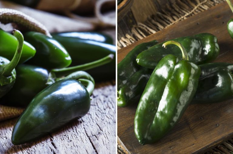 pasilla vs poblano peppers