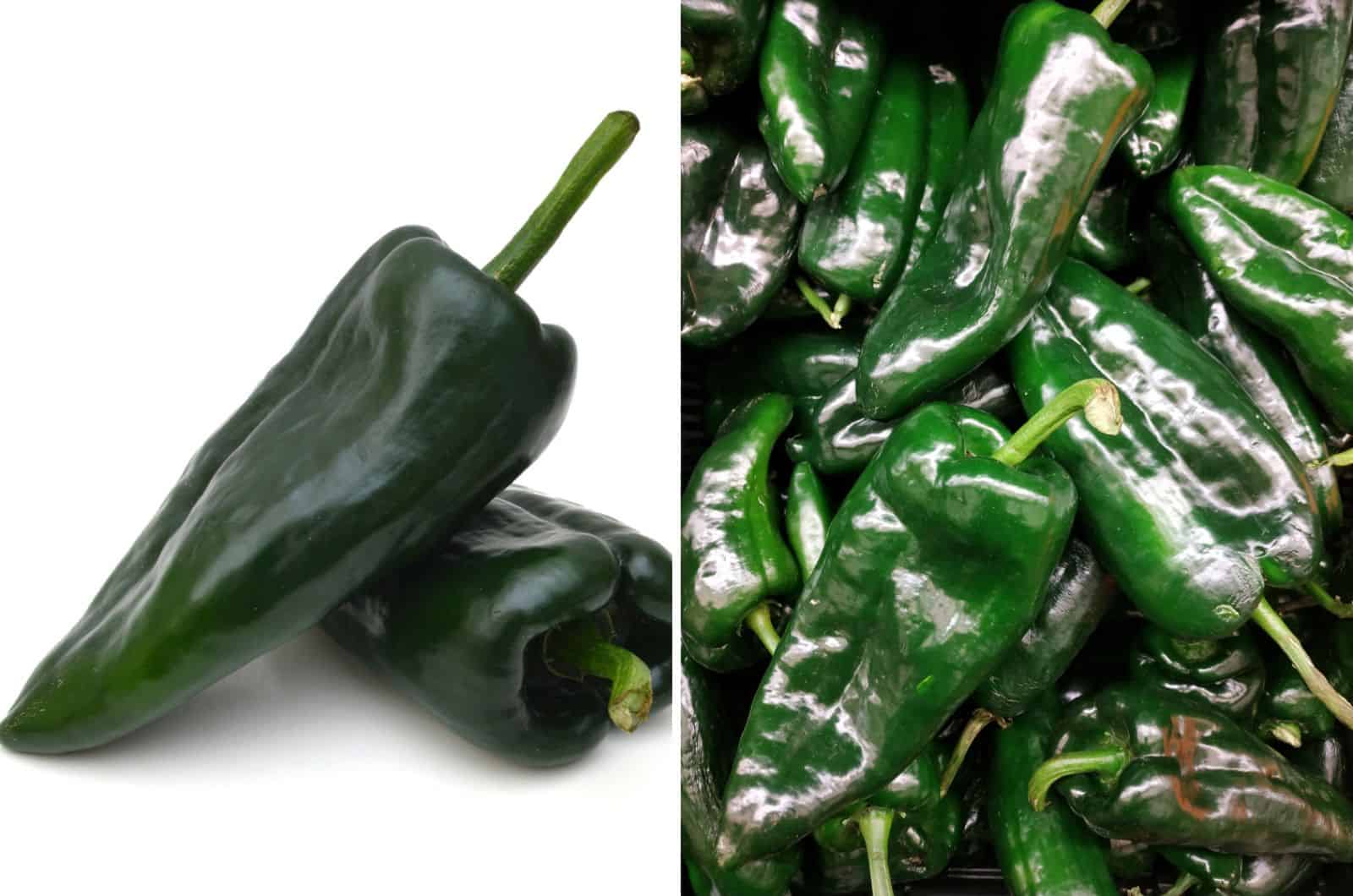 Pimientos Pasilla vs Poblano