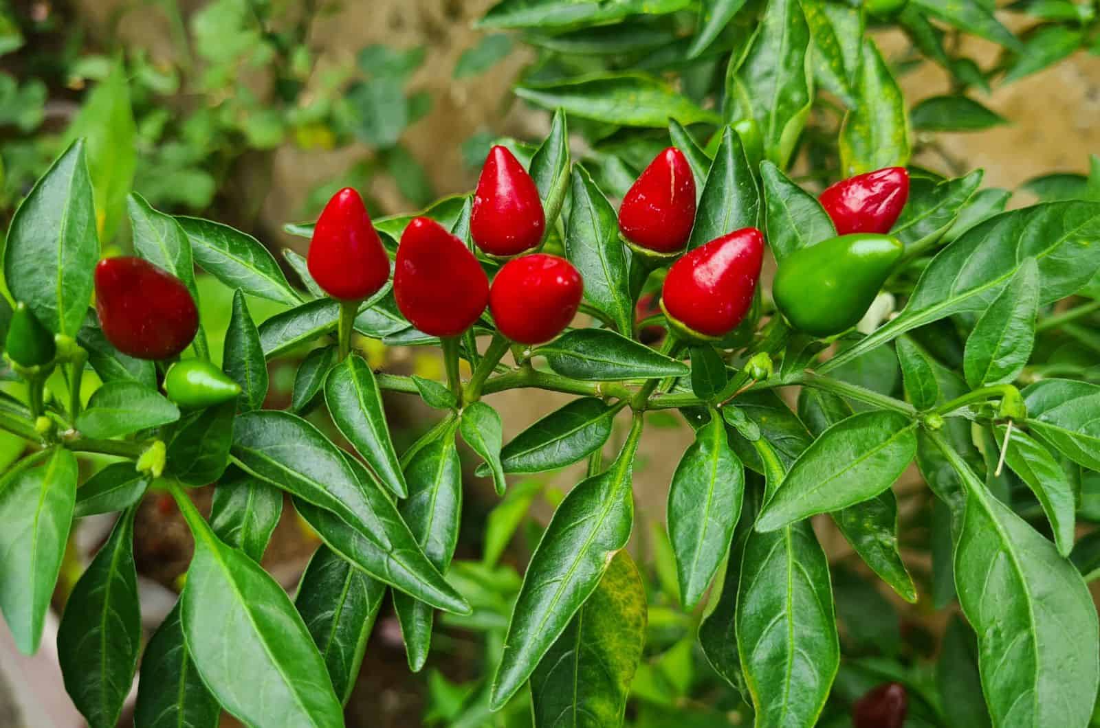 Pequin Pepper