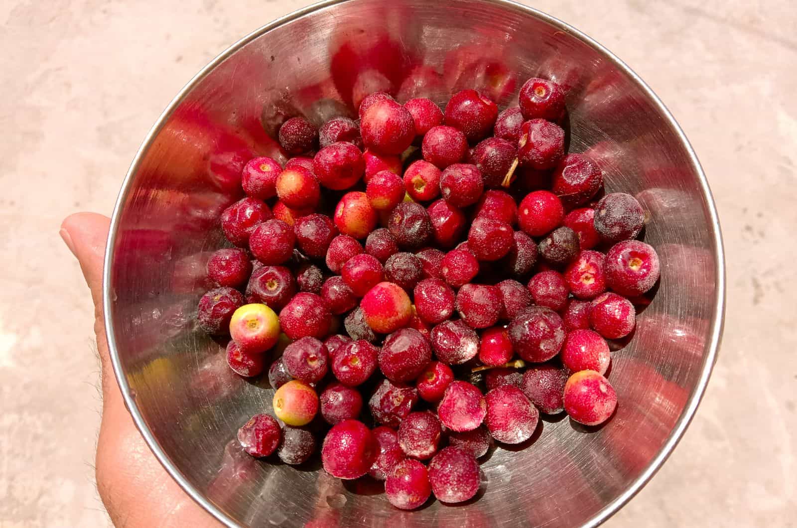 Phalsa Frucht