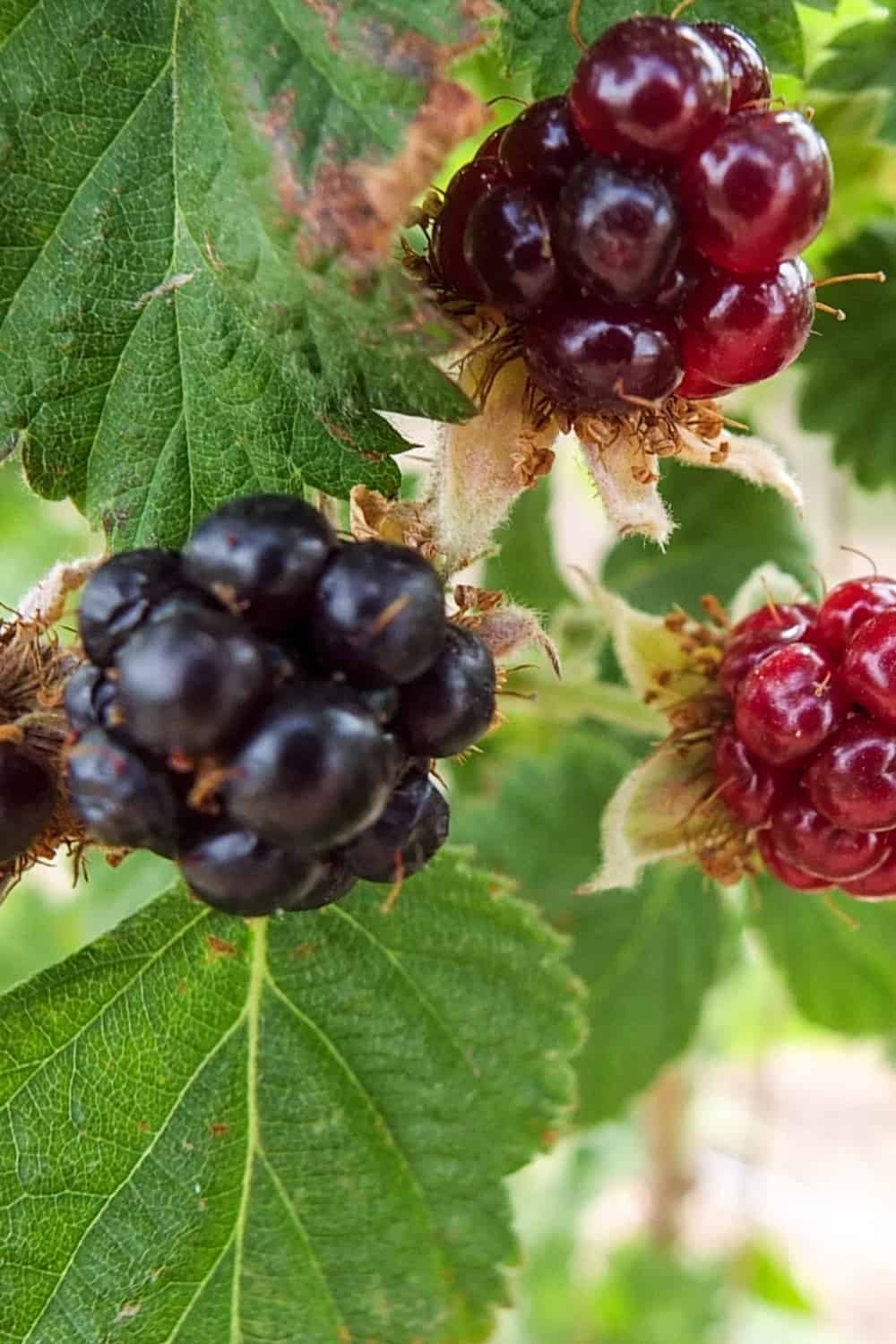 Picking fresh berries at a local farm