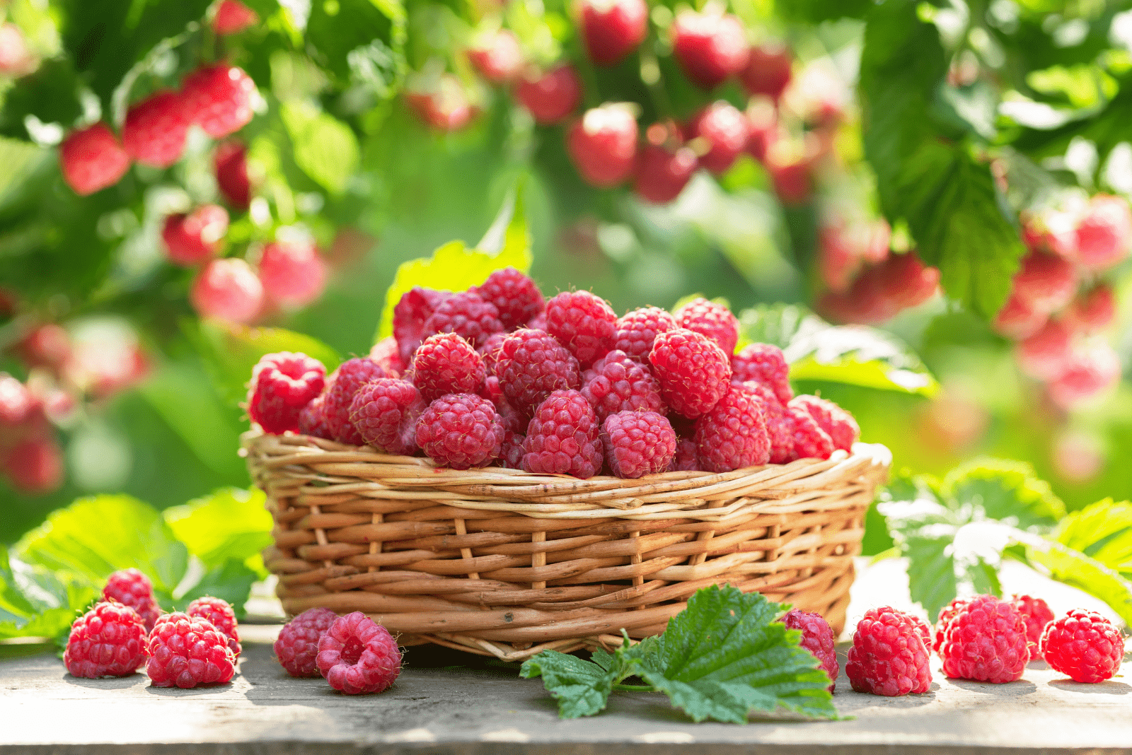 Raspberries in a basket
