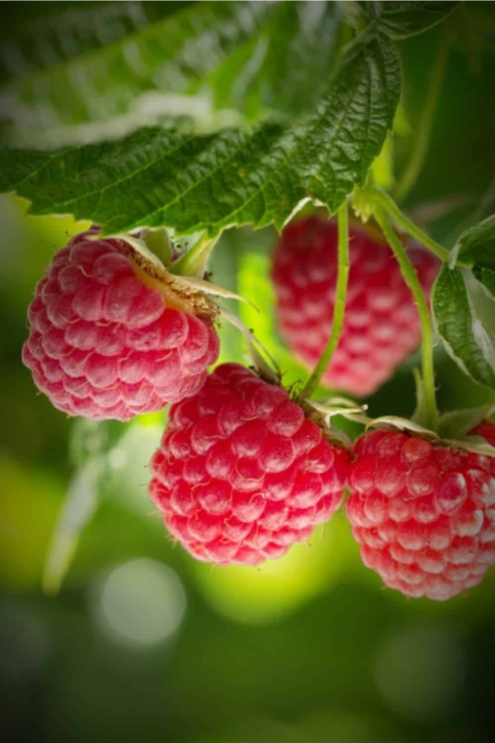 Raspberry