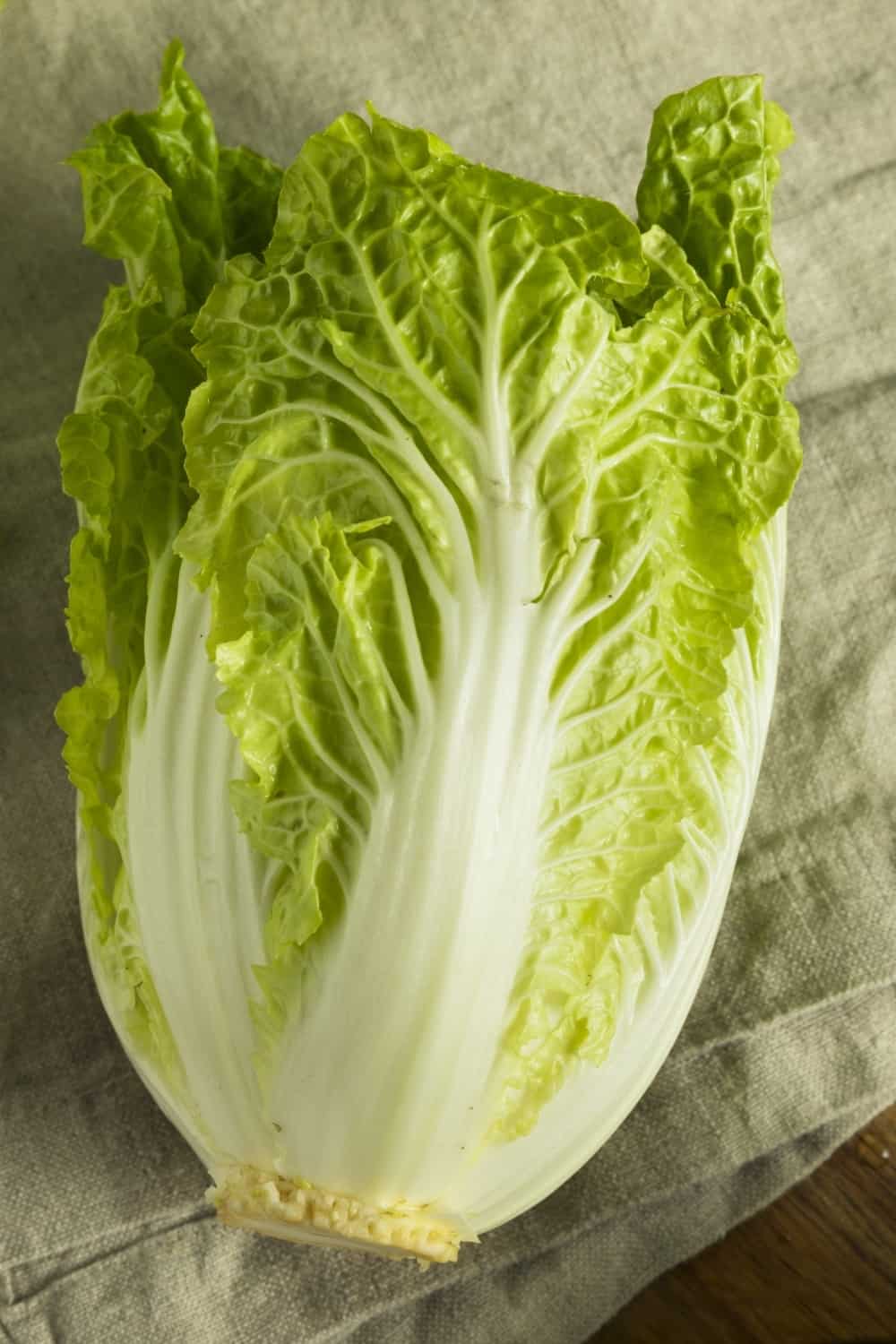 Raw Green Organic Napa Cabbage Ready to Use