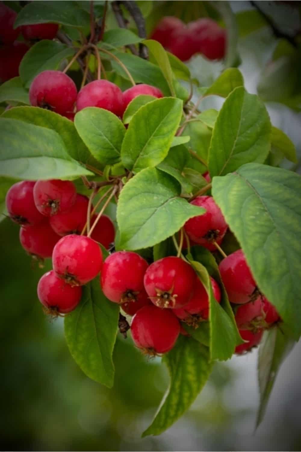 Red Bush Apple