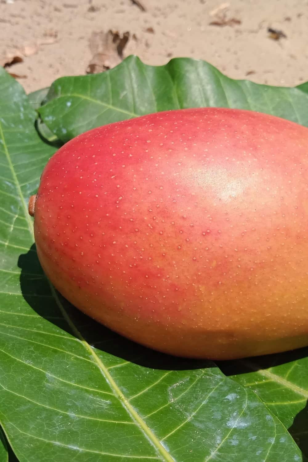 Mango Osteen rojo maduro sobre hojas de mango verde