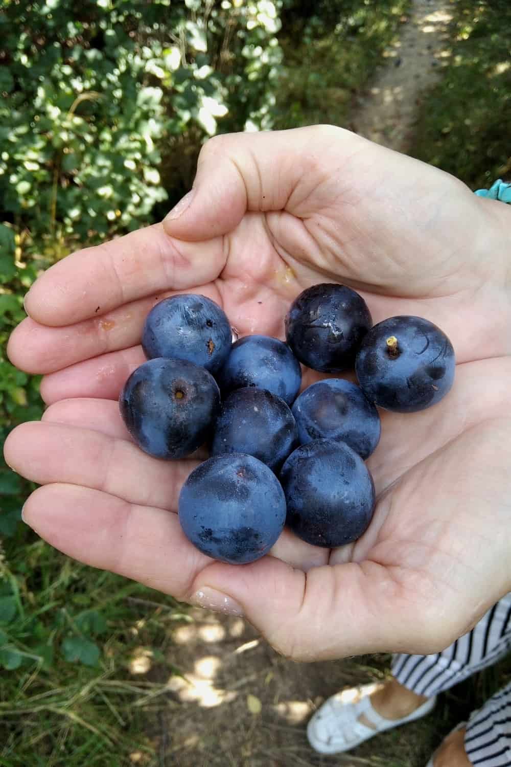 The damson or damson plum